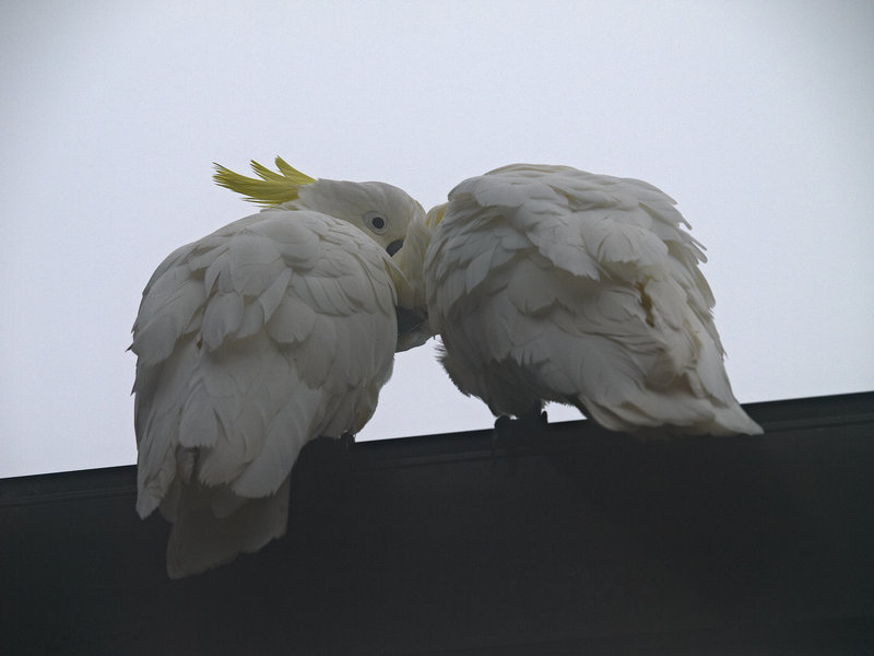 Sulphur Crested Cockatoo, Blue
        Mountains